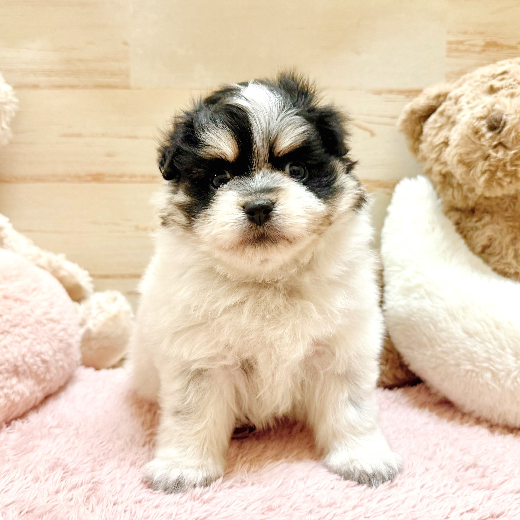 兵庫県のポメマル/マルポメ(ポメラニアン×マルチーズ) (犬の家＆猫の里神戸店/2025年12月20日生まれ/女の子/パーティーカラー)の子犬の1枚目の画像