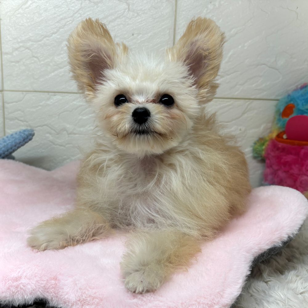 兵庫県のポメプー(ポメラニアン×プードル) (犬の家＆猫の里ゆめタウン姫路店/2025年12月26日生まれ/女の子/オレンジ)の子犬の1枚目の画像