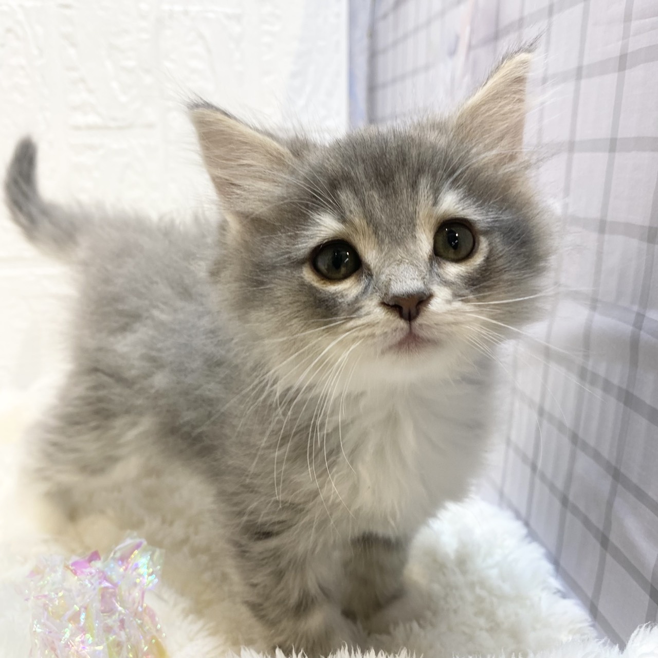 ノルウェージャンフォレストキャットの子猫一覧 | ペットショップ 犬の