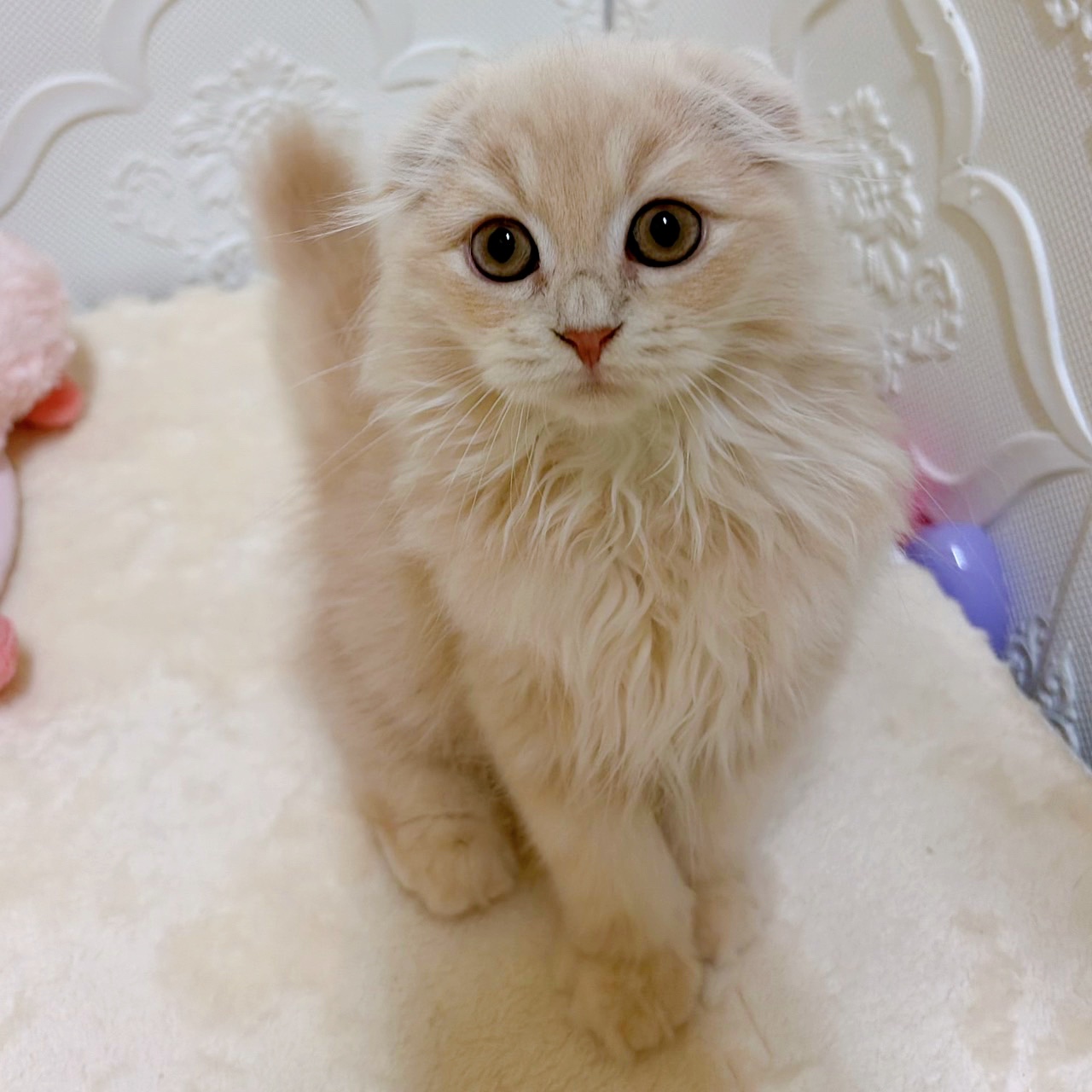 愛知県のスコティッシュフォールド (犬の家＆猫の里岡崎店/2025年12月30日生まれ/男の子/クリームタビー)の子猫の1枚目の画像