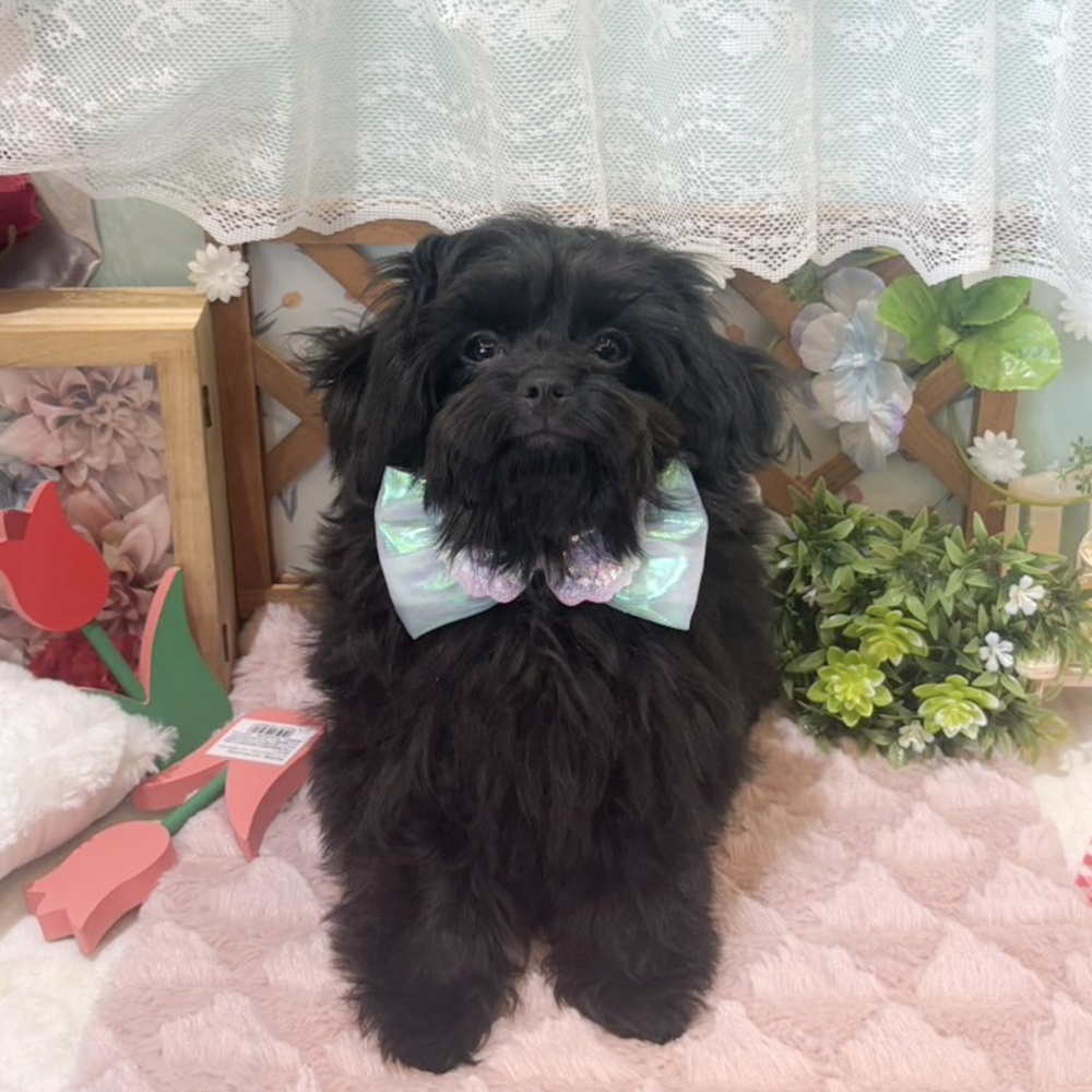 静岡県のチワプー/プーチー(チワワ×プードル) (犬の家＆猫の里富士店/2025年12月30日生まれ/男の子/ブラック)の子犬の1枚目の画像