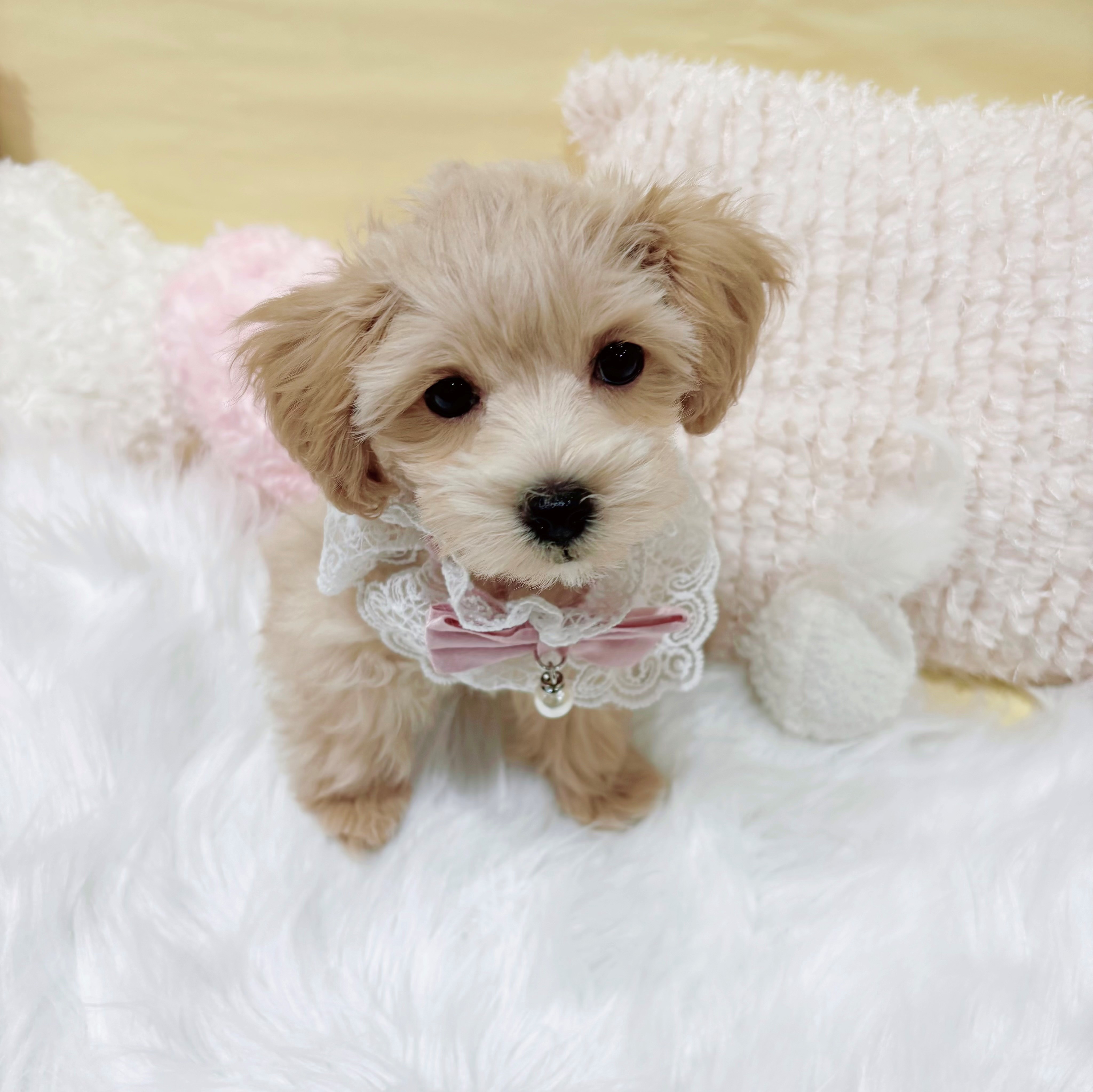 神奈川県のマルプー(マルチーズ×プードル) (犬の家＆猫の里元住吉ブレーメン通り店/2025年12月28日生まれ/女の子/アプリコット)の子犬の1枚目の画像