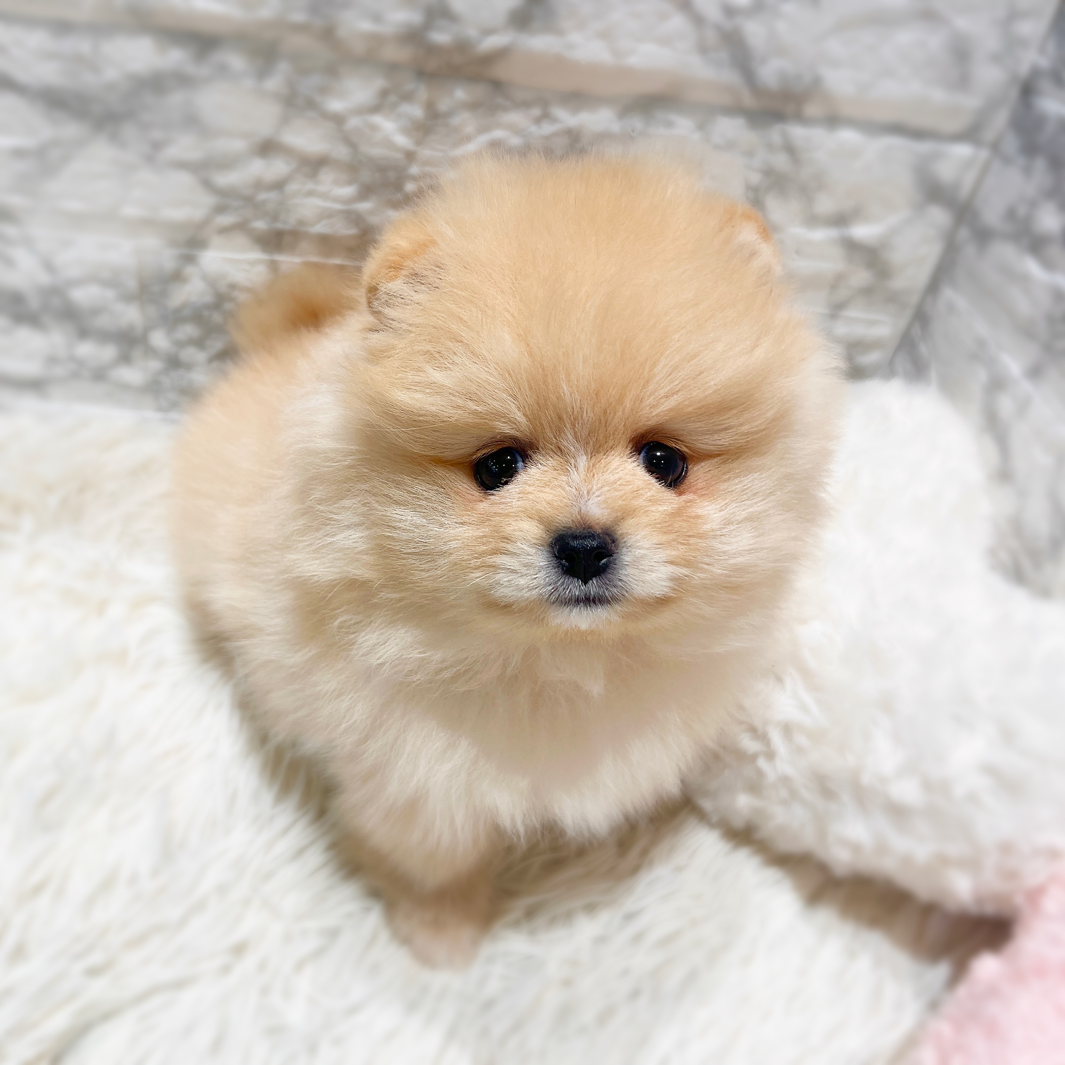 愛知県のポメラニアン (犬の家＆猫の里MiO香久山店/2025年12月29日生まれ/女の子/クリーム)の子犬の1枚目の画像