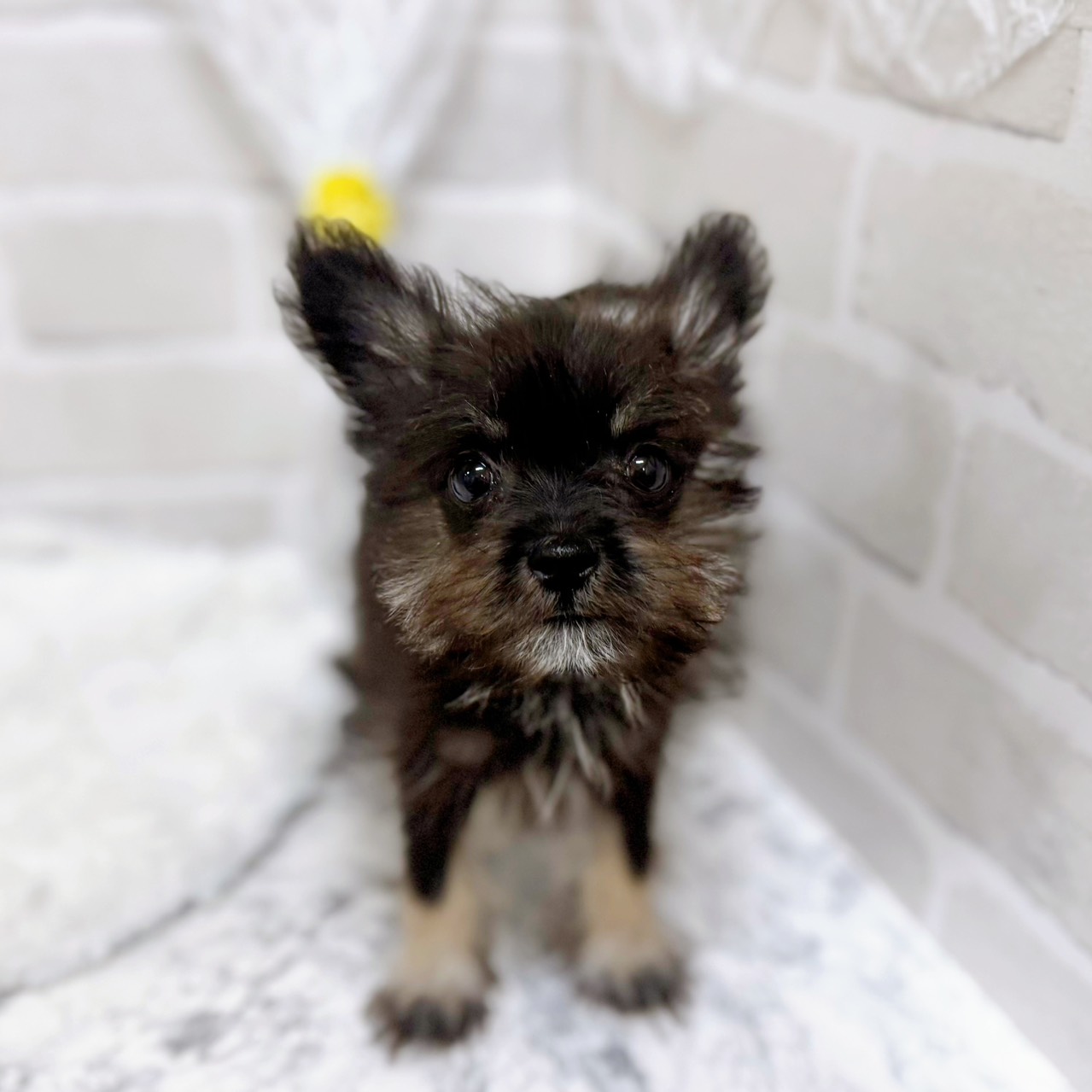 京都府のポメシュナ/シュナポメ(ポメラニアン×シュナウザー) (犬の家＆猫の里京都精華店/2025年12月28日生まれ/女の子/ブラックタン)の子犬の1枚目の画像