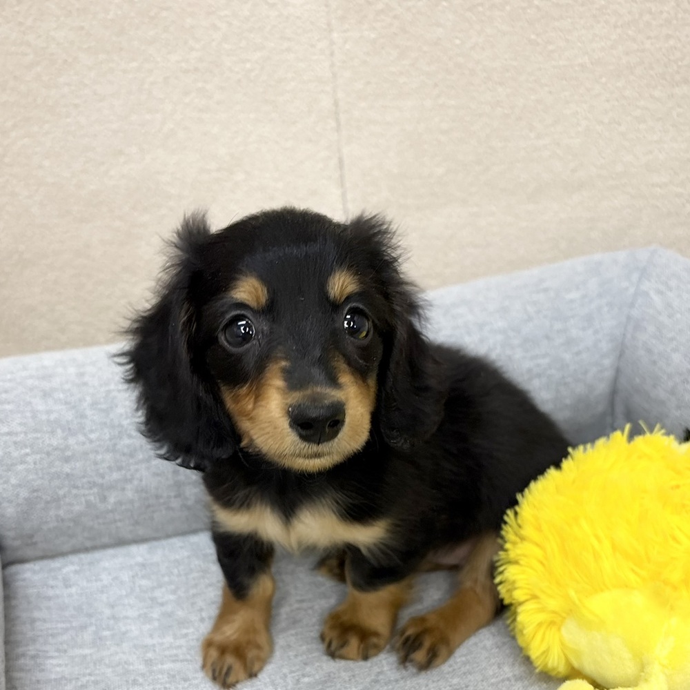 長野県のミニチュアダックスフンド(ロング) (犬の家＆猫の里塩尻店/2026年1月1日生まれ/女の子/ブラックタン)の子犬の1枚目の画像