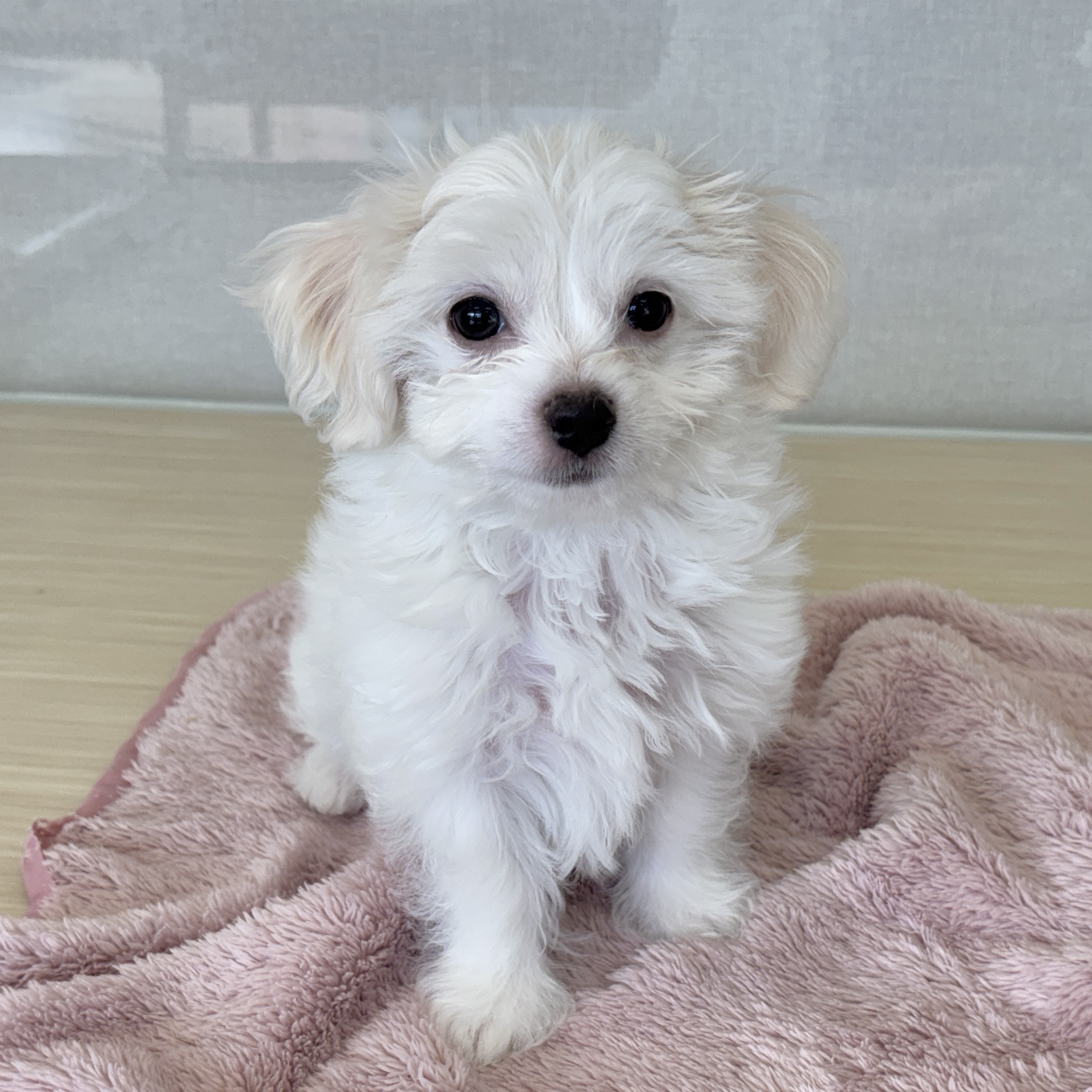 神奈川県のハーフ犬・ミックス犬 (犬の家＆猫の里相模原店/2026年1月4日生まれ/男の子/ホワイト)の子犬の1枚目の画像