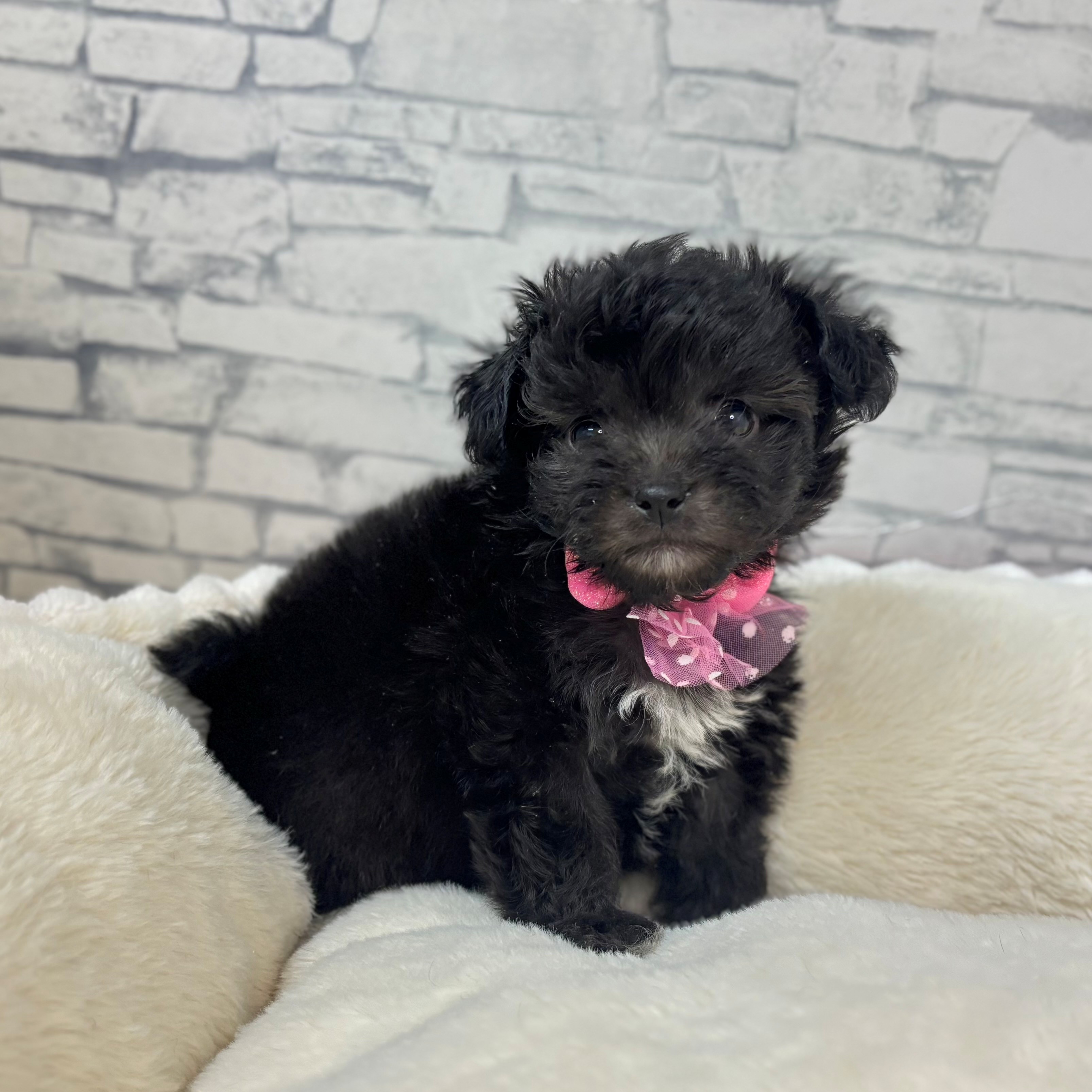 ハーフ犬女の子の写真