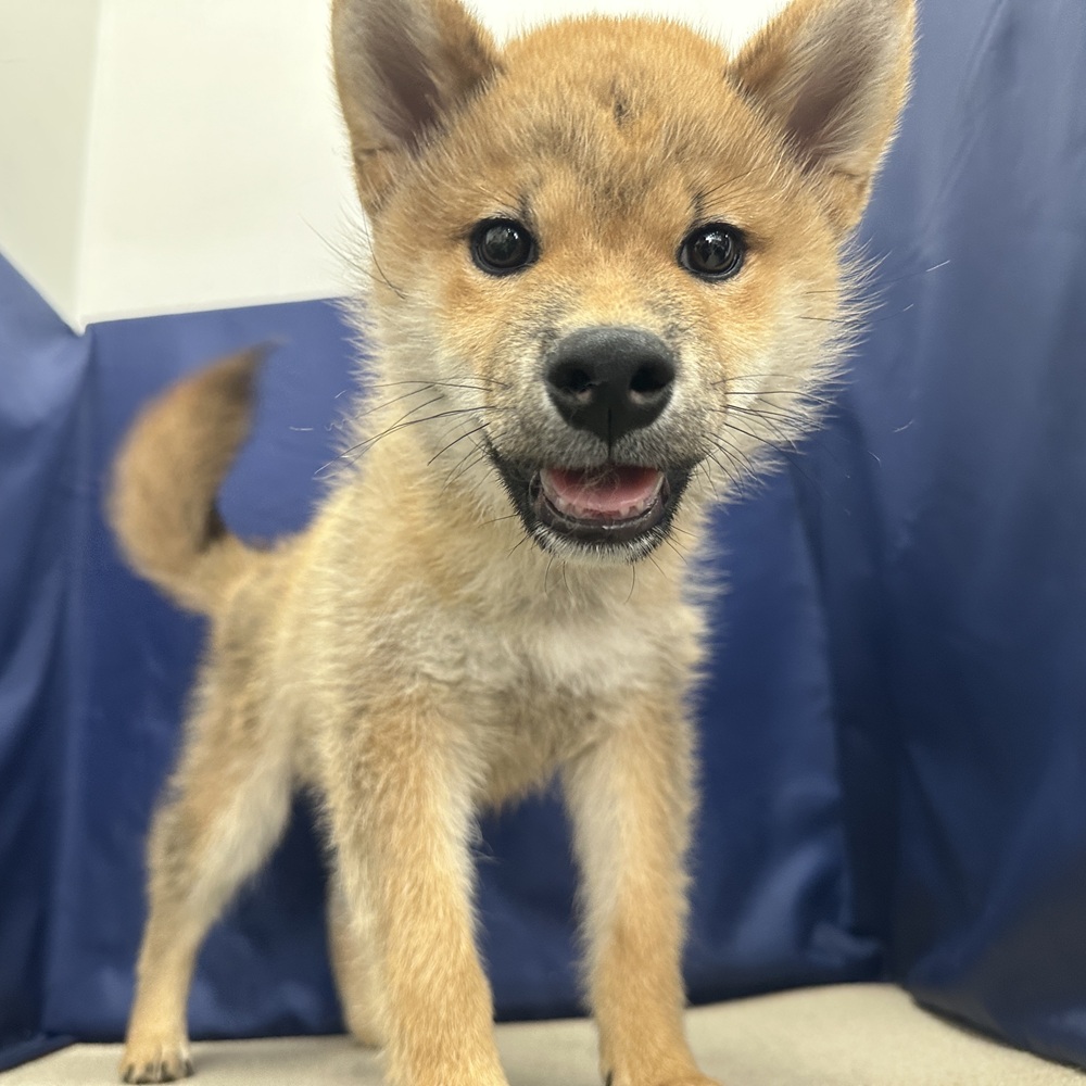 岐阜県の柴犬(標準サイズ) (犬の家＆猫の里中津川店/2026年1月4日生まれ/男の子/赤)の子犬の1枚目の画像