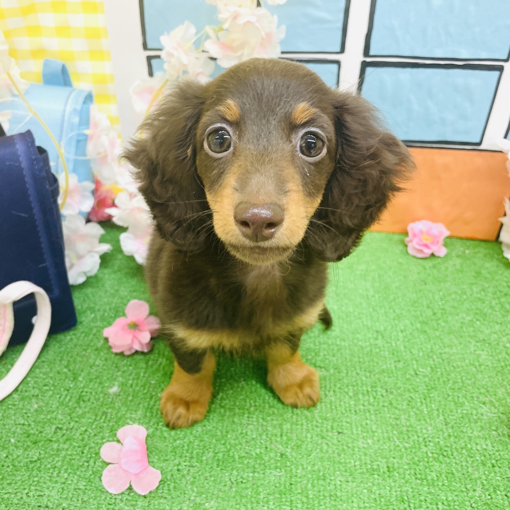 ミニチュアダックス女の子の写真