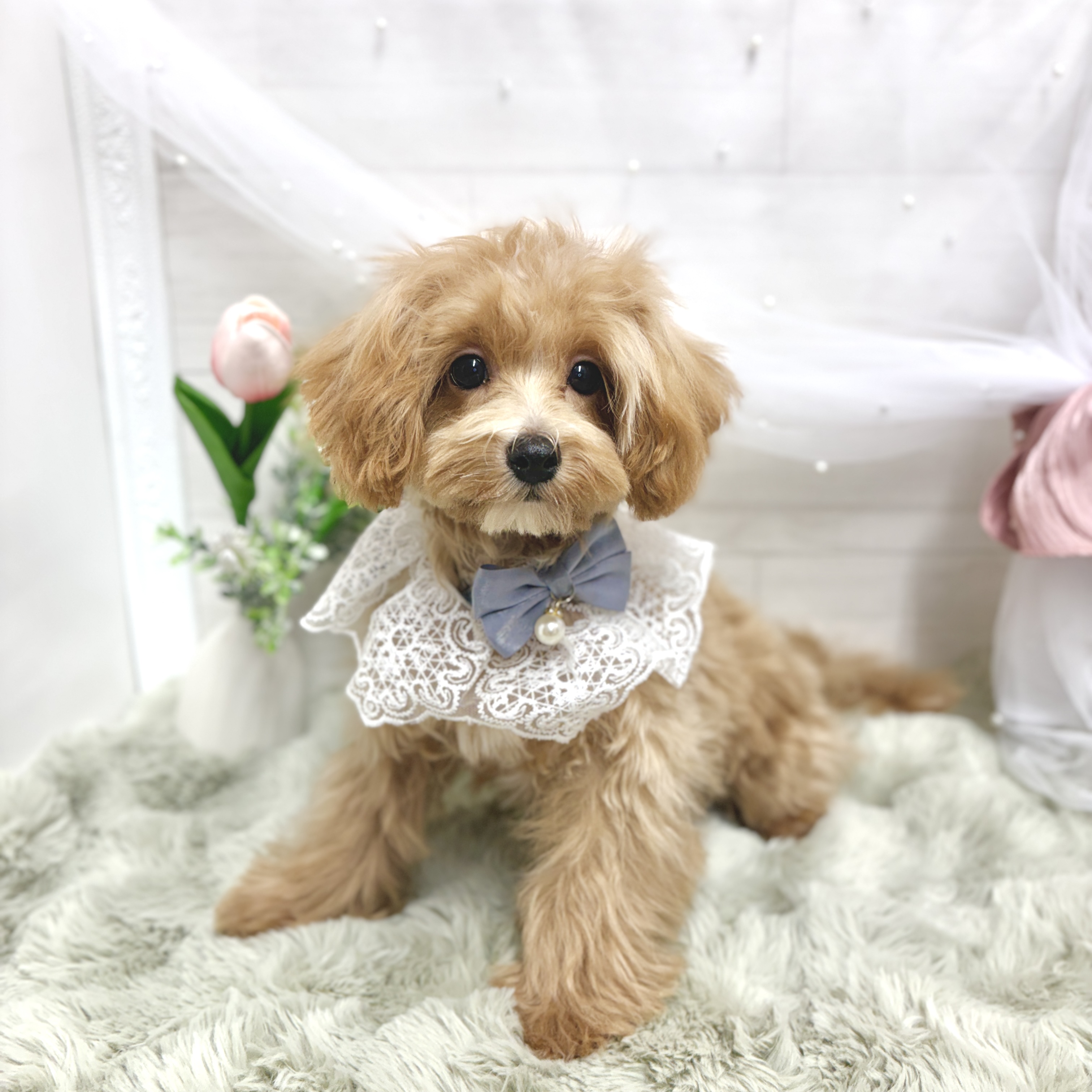 ハーフ犬男の子の写真