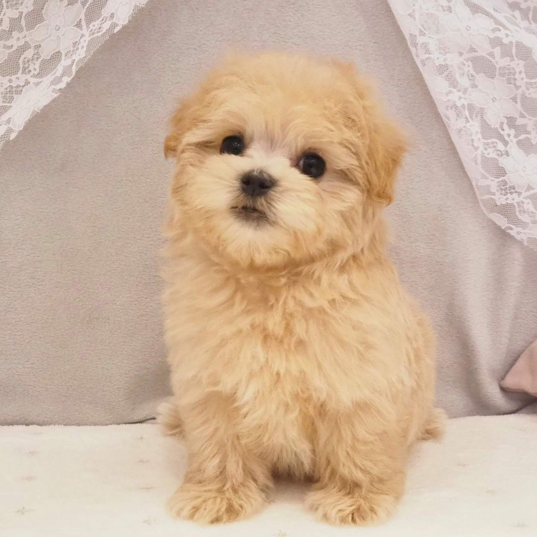 大阪府のマルプー(マルチーズ×プードル) (犬の家＆猫の里もりのみやキューズモールBASE店/2026年1月8日生まれ/女の子/アプリコット)の子犬の1枚目の画像