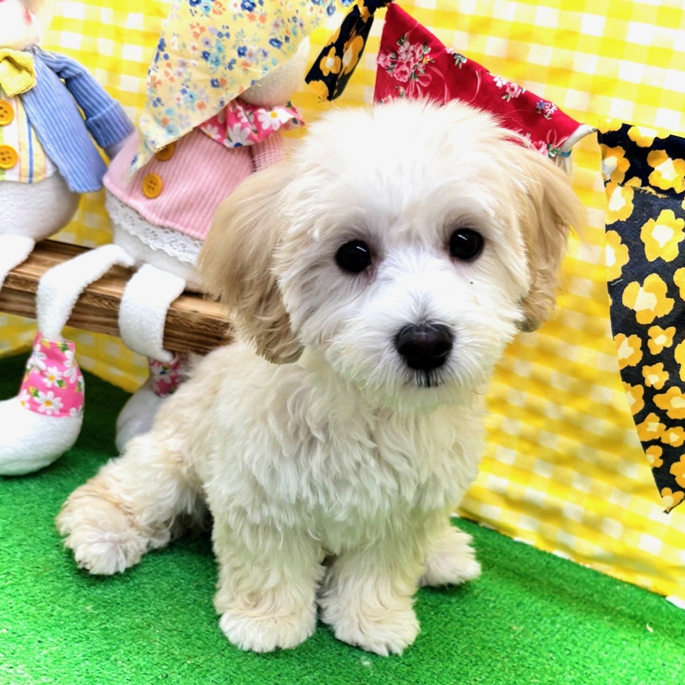 愛知県のマルックス(マルチーズ×ダックス) (犬の家＆猫の里名古屋天白店/2026年1月9日生まれ/男の子/クリーム)の子犬の1枚目の画像