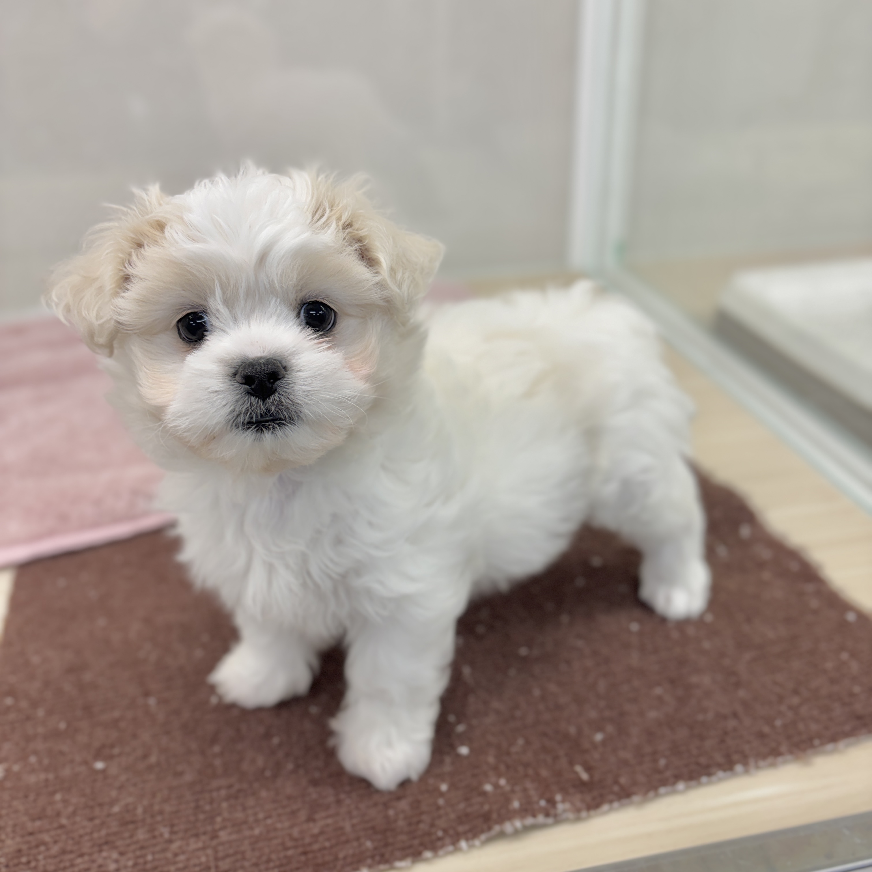 神奈川県のハーフ犬・ミックス犬 (犬の家＆猫の里相模原店/2026年1月10日生まれ/女の子/クリーム)の子犬の1枚目の画像