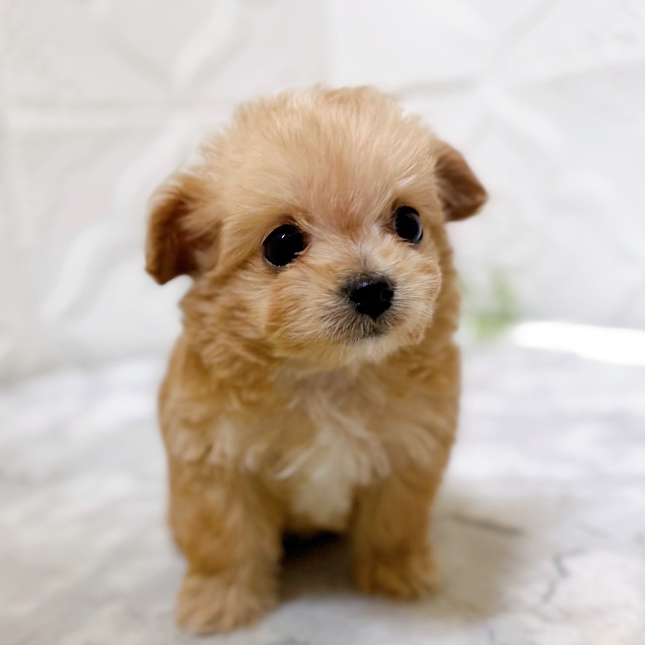 ハーフ犬女の子の写真