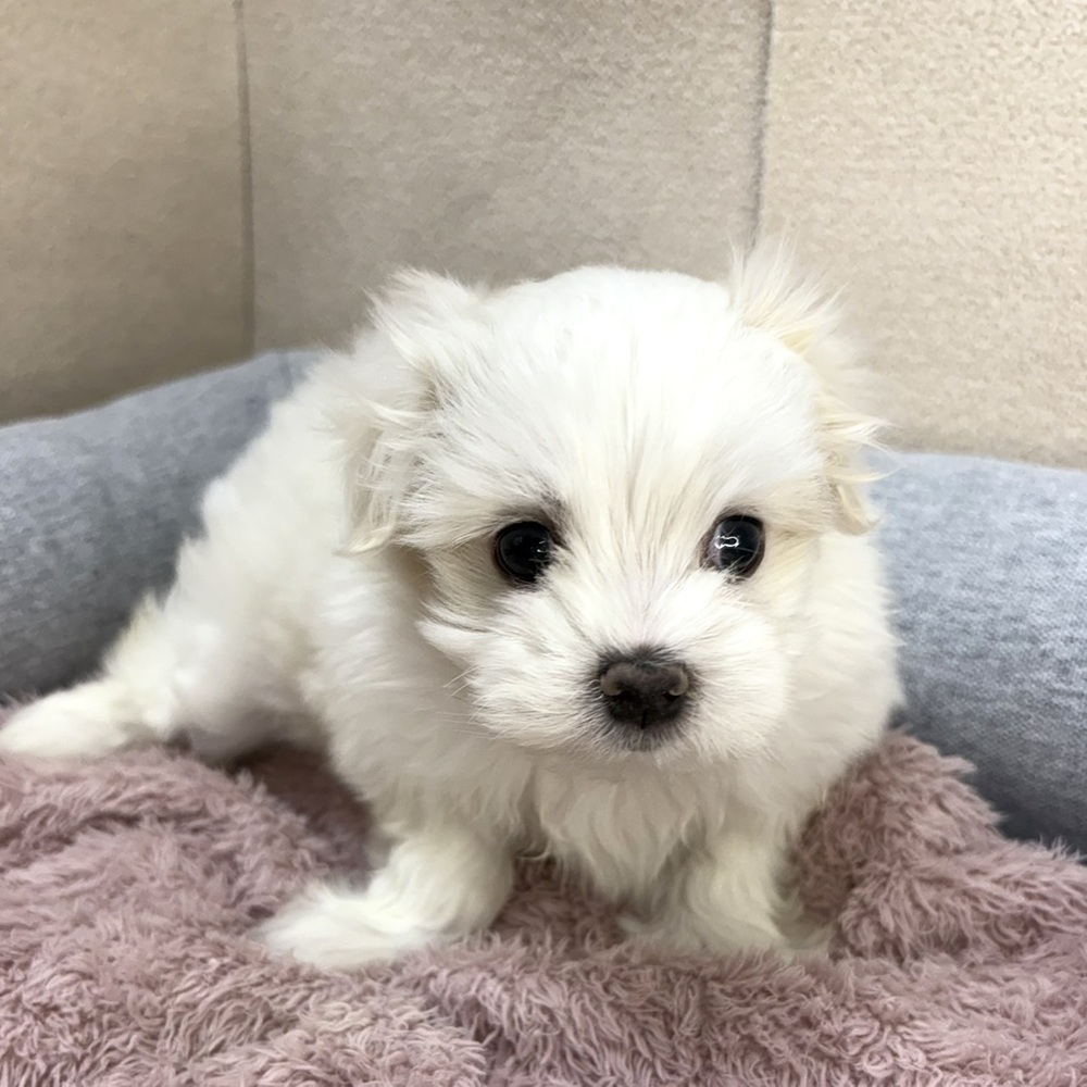 長野県のマルチーズ (犬の家＆猫の里塩尻店/2026年1月13日生まれ/男の子/ホワイト)の子犬の1枚目の画像