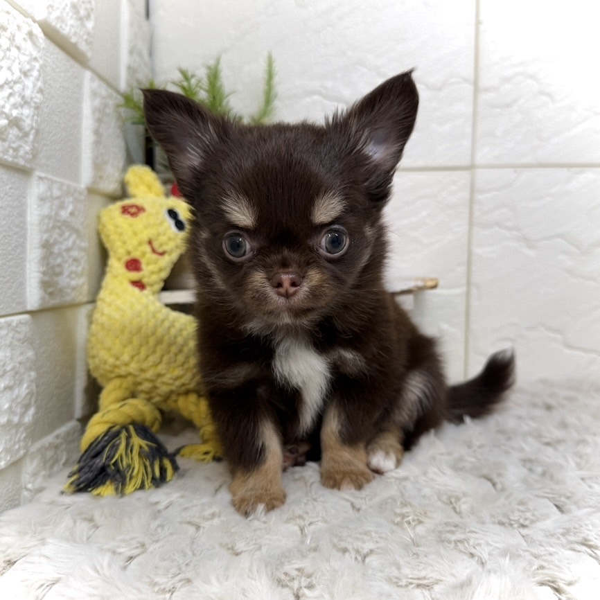 チワワ（ロング）男の子の写真