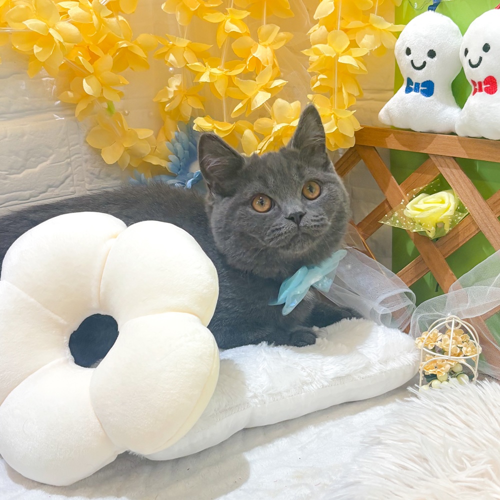 生体画像９