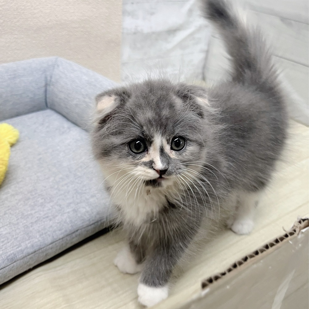 スコティッシュフォールド女の子の写真