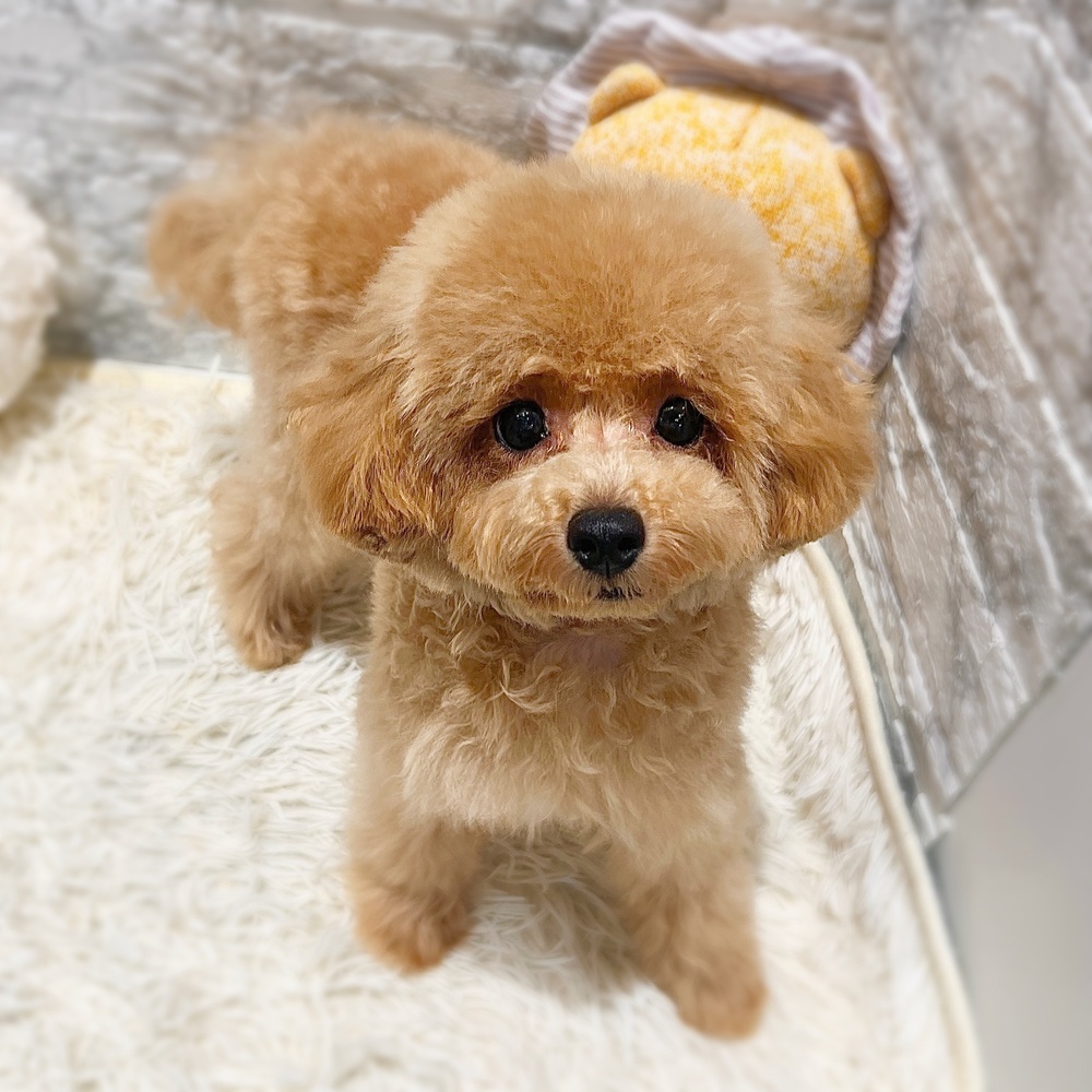 愛知県のトイプードル(トイ) (犬の家＆猫の里MiO香久山店/2026年1月20日生まれ/男の子/オレンジフォーン)の子犬の1枚目の画像