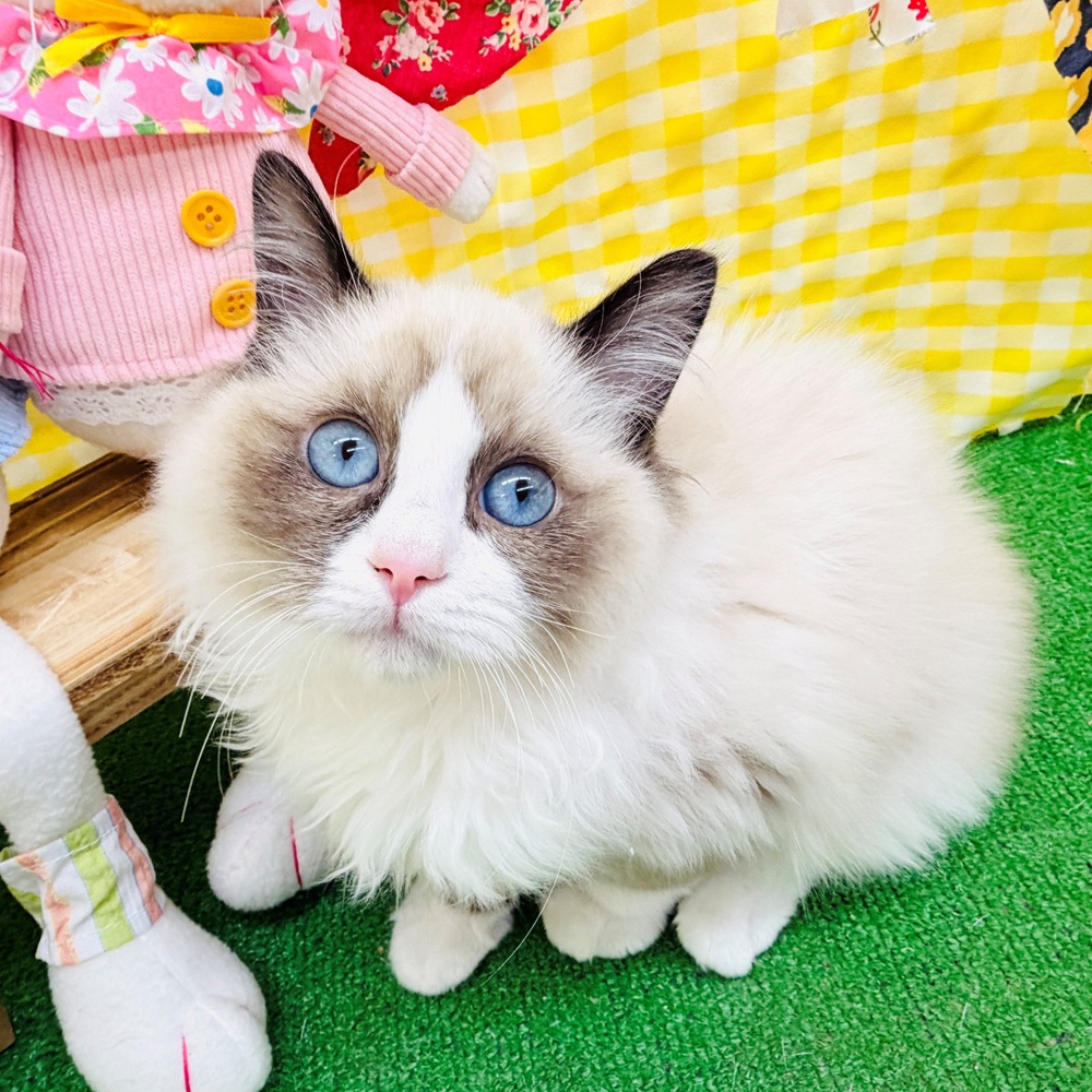 愛知県のラグドール (犬の家＆猫の里名古屋天白店/2026年1月22日生まれ/男の子/シールポイントバイカラー)の子猫の1枚目の画像