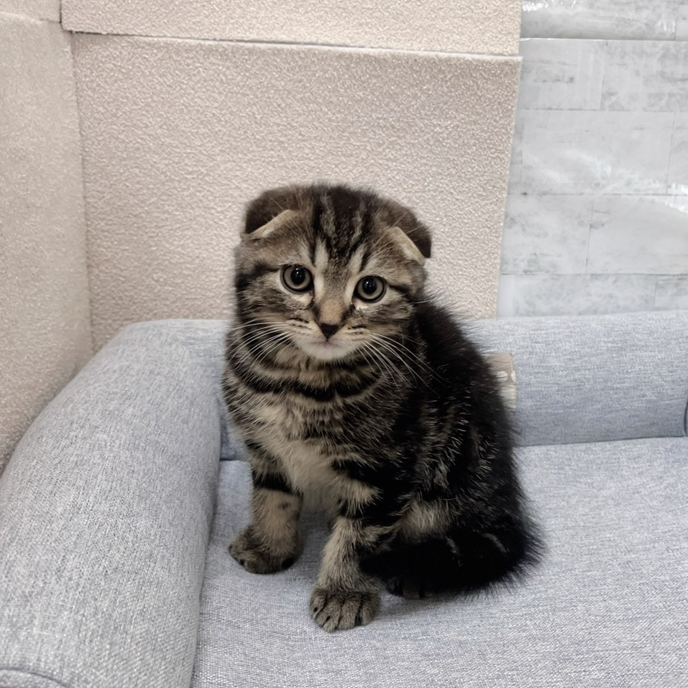 長野県のスコティッシュフォールド (犬の家＆猫の里塩尻店/2026年1月25日生まれ/男の子/ブラウンタビー)の子猫の1枚目の画像