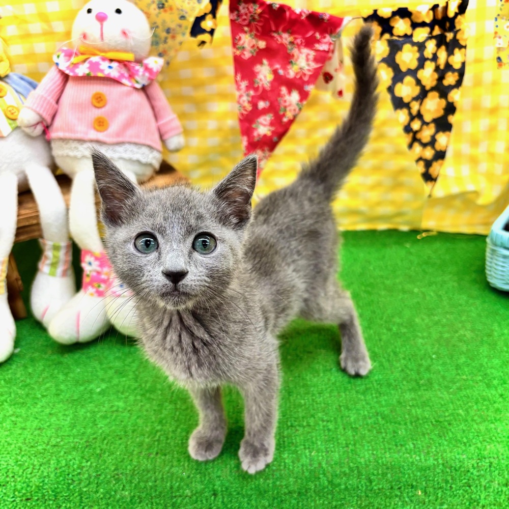 愛知県のロシアンブルー (犬の家＆猫の里名古屋天白店/2026年1月25日生まれ/男の子/ブルー)の子猫の1枚目の画像