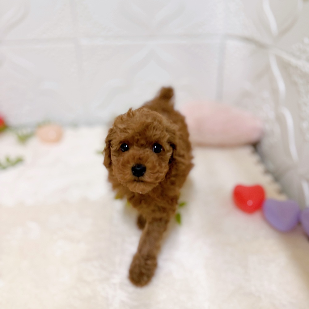 愛知県のトイプードル(トイ) (犬の家＆猫の里岡崎店/2026年1月26日生まれ/男の子/レッド)の子犬の1枚目の画像