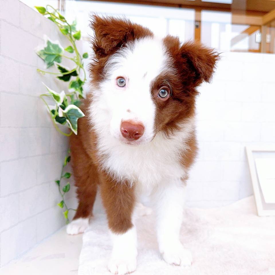 石川県のボーダーコリー (犬の家＆猫の里金沢店/2026年1月27日生まれ/男の子/チョコレートホワイト)の子犬の1枚目の画像