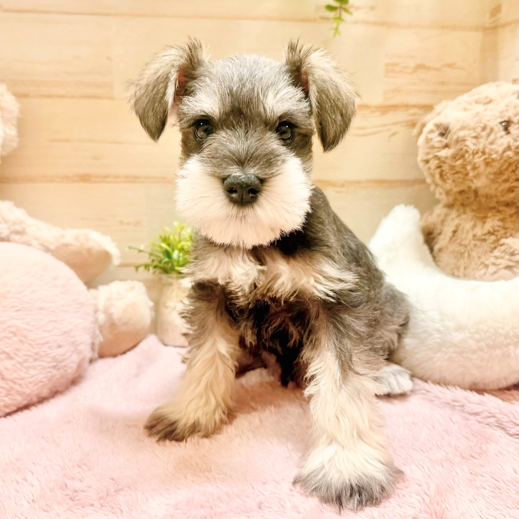 兵庫県のミニチュアシュナウザー (犬の家＆猫の里神戸店/2026年1月31日生まれ/男の子/ソルトペッパー)の子犬の1枚目の画像