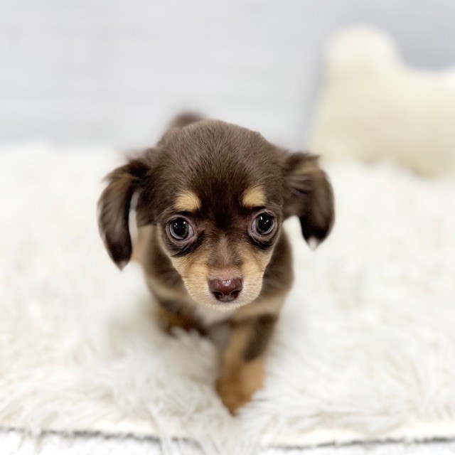 ハーフ犬男の子の写真