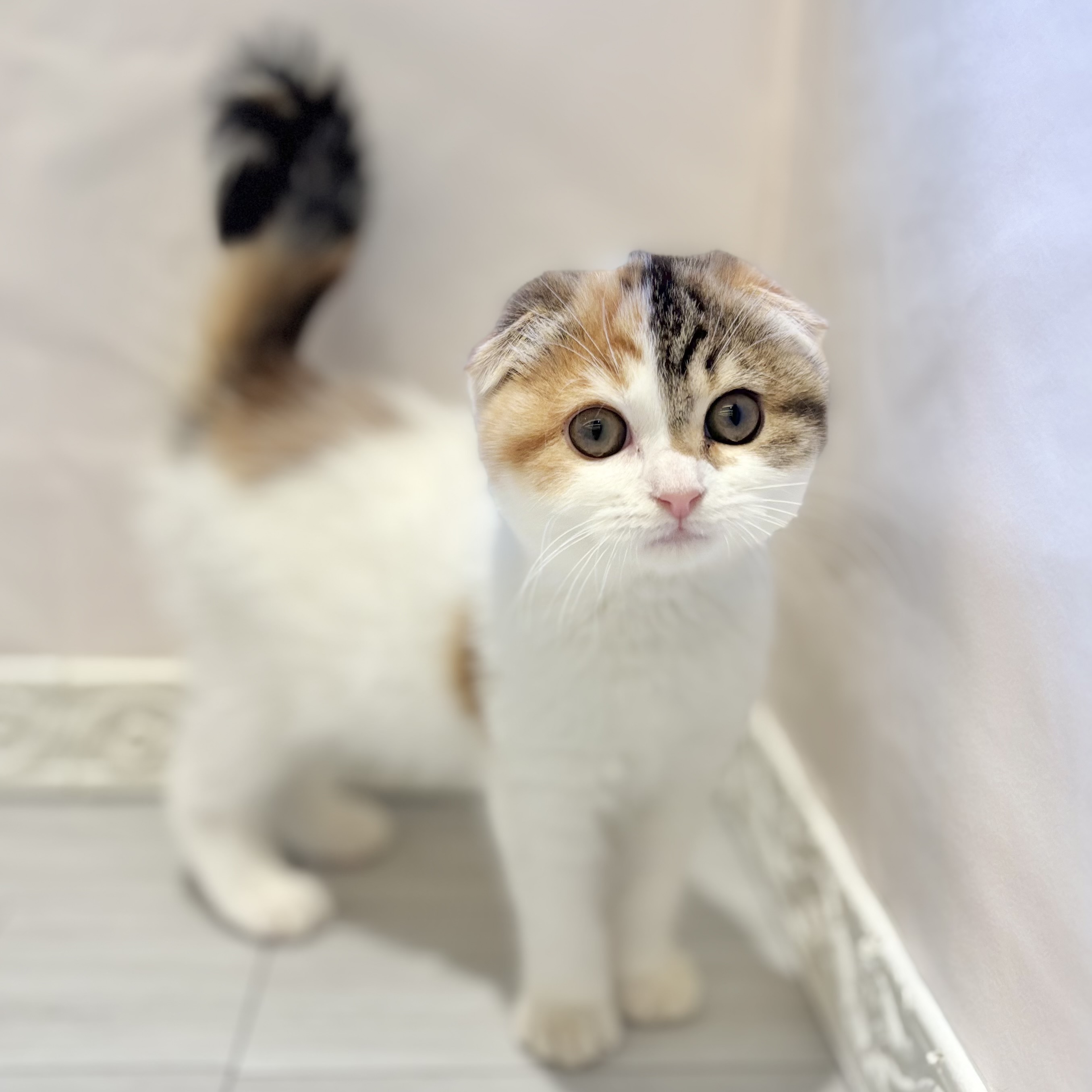 愛知県のスコティッシュフォールド (犬の家＆猫の里春日井本店/2026年2月4日生まれ/女の子/キャリコ)の子猫の1枚目の画像