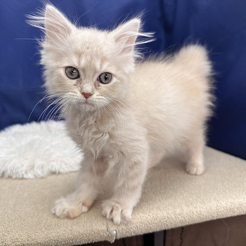 岐阜県のサイベリアン (犬の家＆猫の里中津川店/2026年2月5日生まれ/男の子/クリームタビー)の子猫の1枚目の画像
