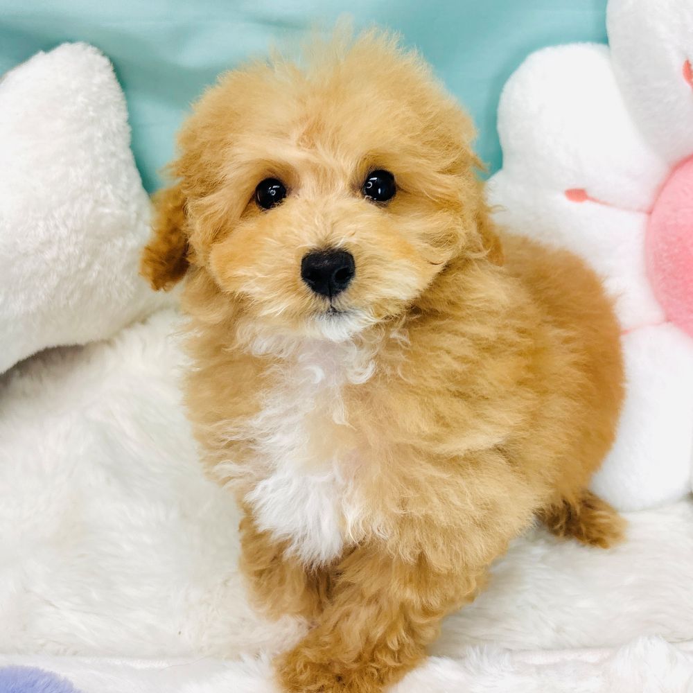 愛知県のトイプードル(トイ) (犬の家＆猫の里愛知刈谷店/2026年2月6日生まれ/男の子/アプリコットホワイト)の子犬の1枚目の画像