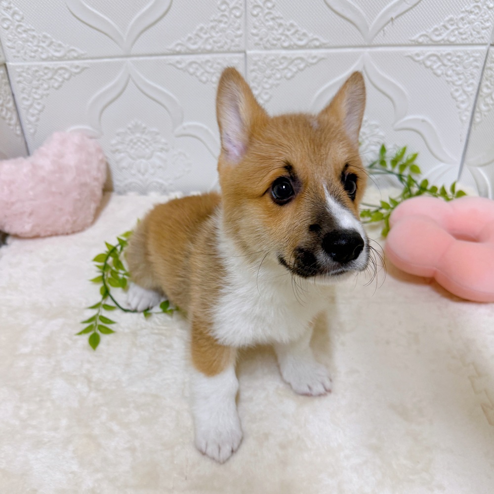 愛知県のウェルシュコーギーペンブローク (犬の家＆猫の里岡崎店/2026年2月6日生まれ/男の子/セーブルホワイト)の子犬の1枚目の画像