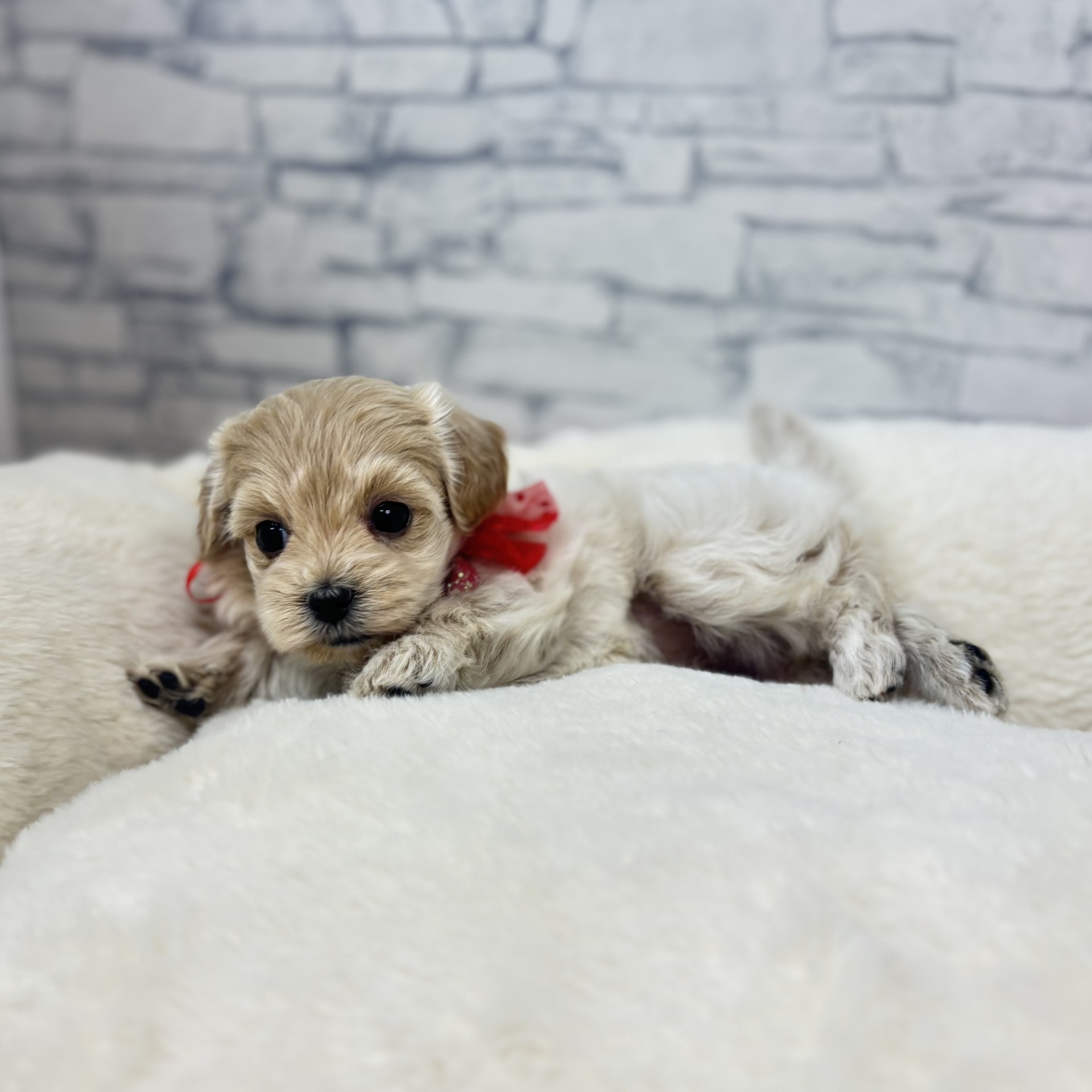 ハーフ犬女の子の写真