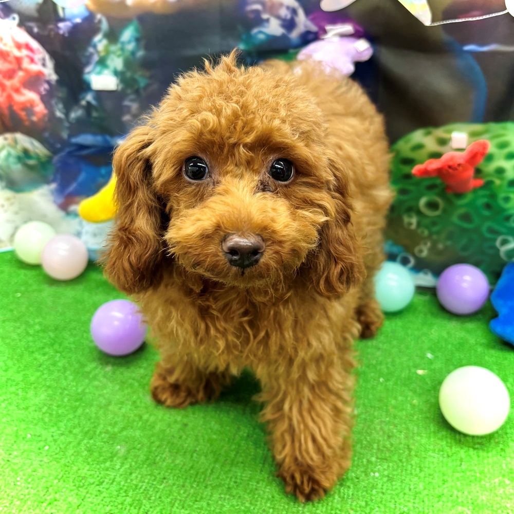 愛知県のトイプードル(トイ) (犬の家＆猫の里名古屋天白店/2026年2月10日生まれ/女の子/レッド)の子犬の1枚目の画像