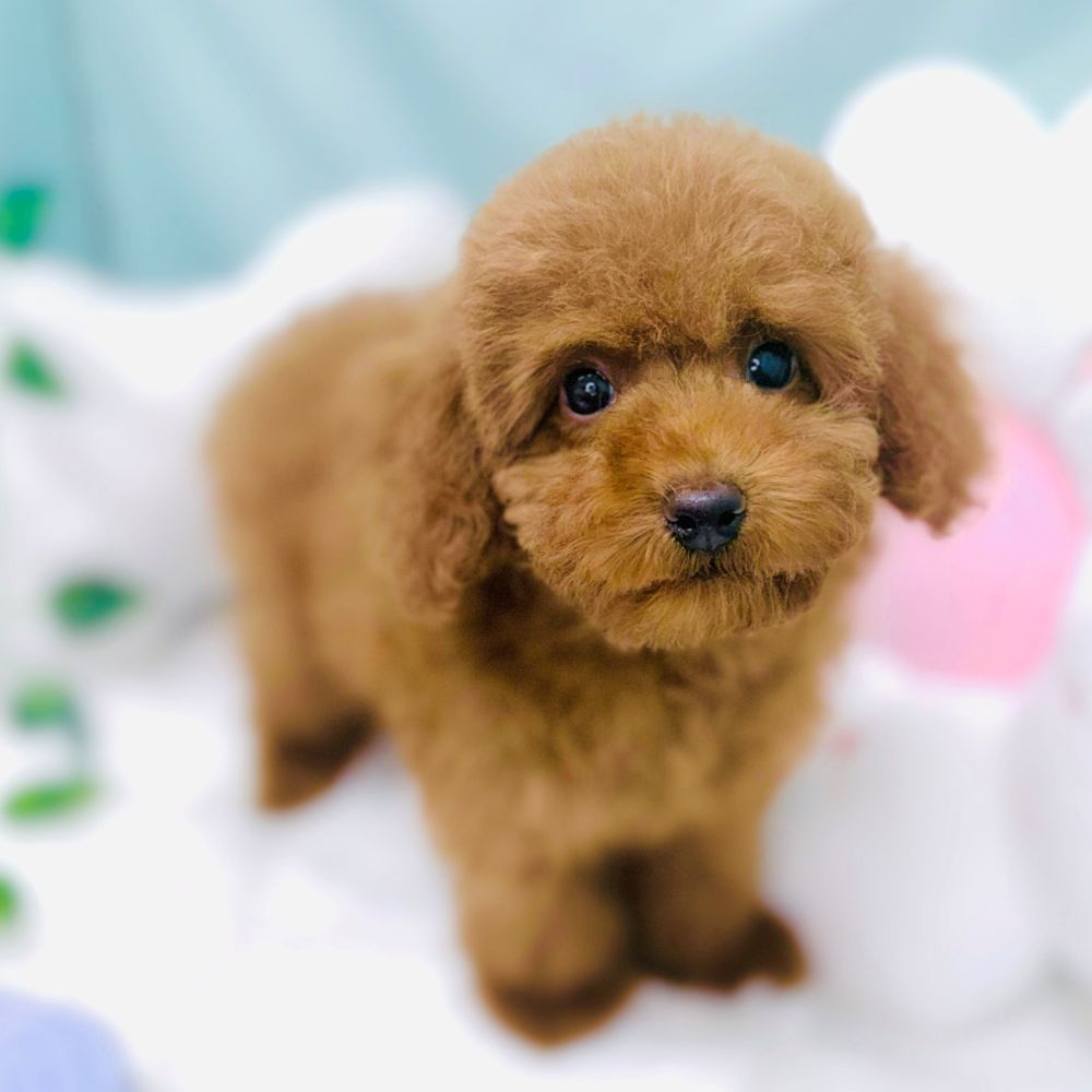 愛知県のトイプードル(トイ) (犬の家＆猫の里愛知刈谷店/2026年2月10日生まれ/女の子/レッド)の子犬の1枚目の画像