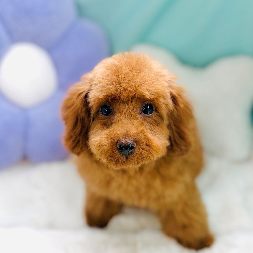 愛知県のトイプードル(トイ) (犬の家＆猫の里愛知刈谷店/2026年2月10日生まれ/女の子/レッド)の子犬の1枚目の画像