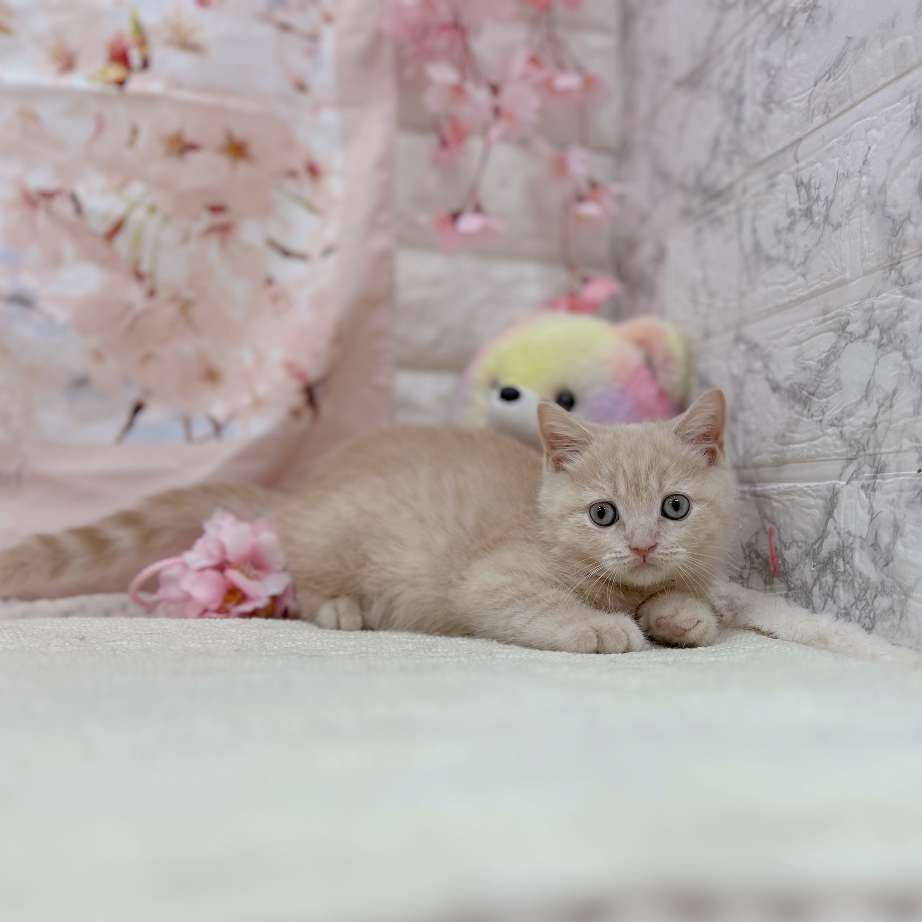 生体画像９