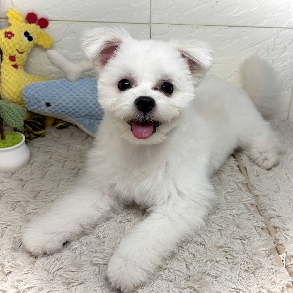 兵庫県のポメマル/マルポメ(ポメラニアン×マルチーズ) (犬の家＆猫の里ゆめタウン姫路店/2026年2月8日生まれ/男の子/クリーム)の子犬の1枚目の画像
