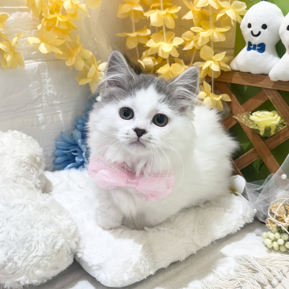 生体画像９