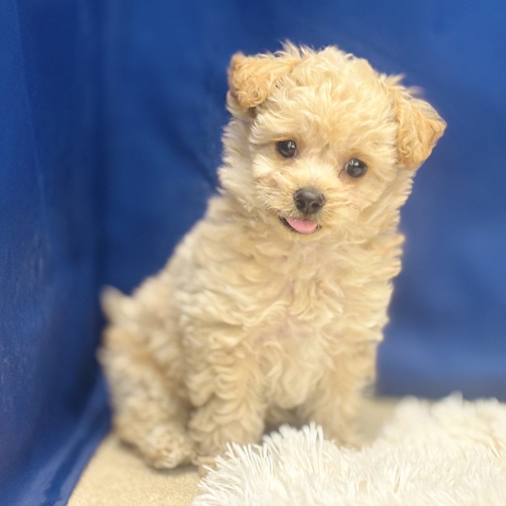 岐阜県のチワプー/プーチー(チワワ×プードル) (犬の家＆猫の里中津川店/2026年2月18日生まれ/男の子/アプリコット)の子犬の1枚目の画像