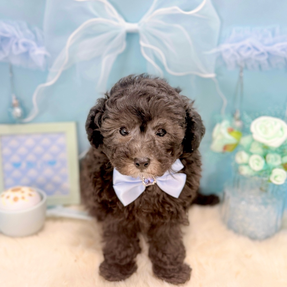 福井県のトイプードル(トイ) (犬の家＆猫の里アミーゴ福井大和田店/2026年2月22日生まれ/男の子/グレー)の子犬の1枚目の画像