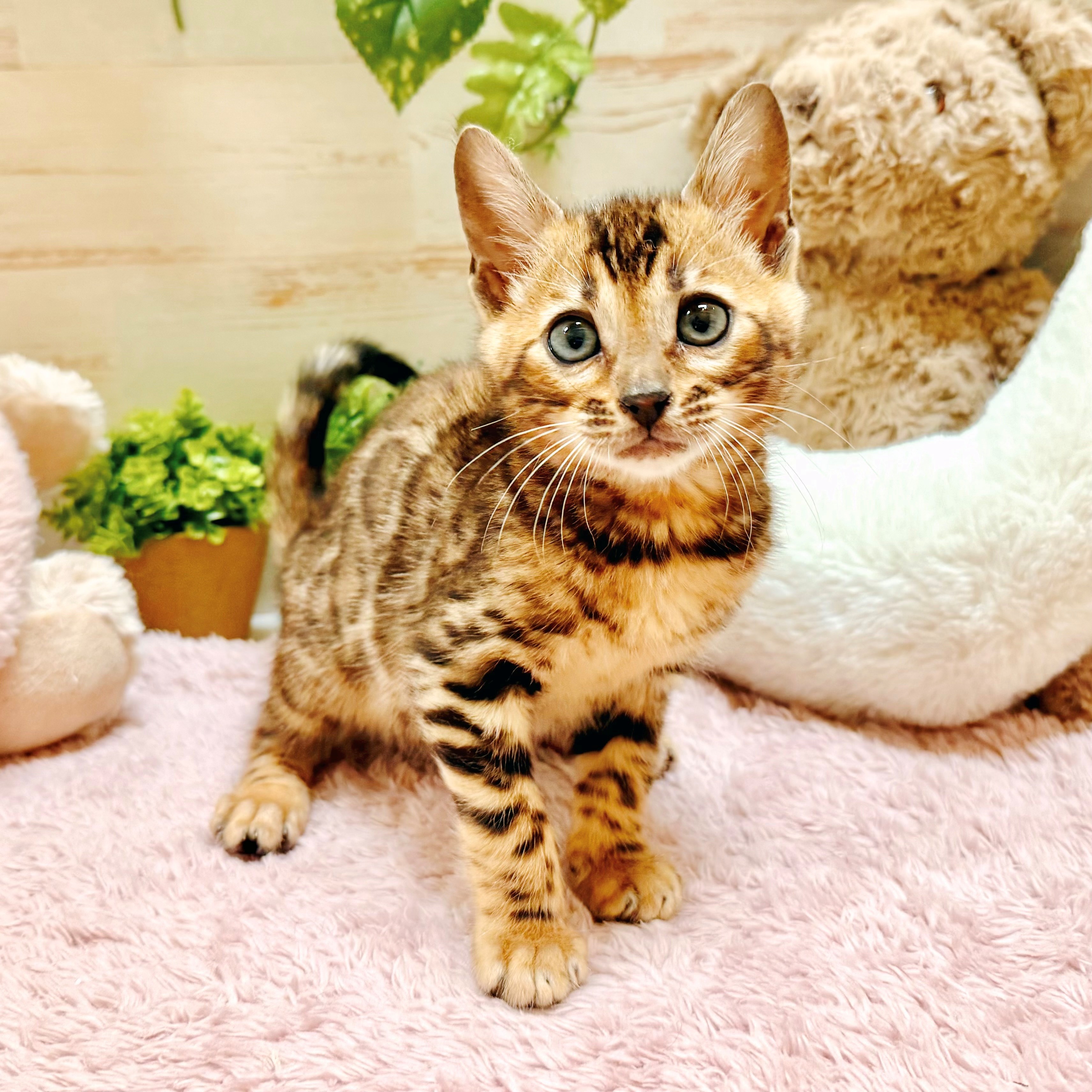 兵庫県のベンガル (犬の家＆猫の里神戸店/2026年2月16日生まれ/女の子/ブラウンスポットタビー)の子猫の1枚目の画像