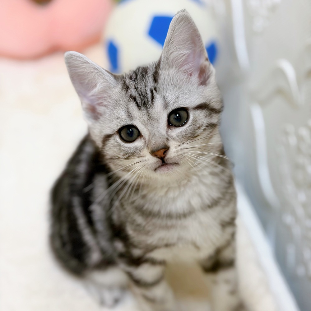 愛知県のアメリカンショートヘアー (犬の家＆猫の里岡崎店/2026年2月22日生まれ/男の子/シルバータビー)の子猫の1枚目の画像