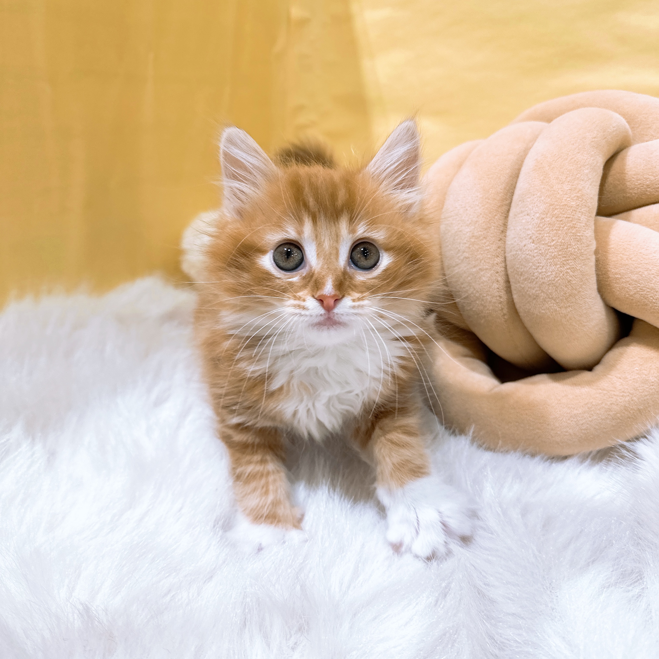 神奈川県のノルウェージャンフォレストキャット (犬の家＆猫の里元住吉ブレーメン通り店/2026年2月22日生まれ/女の子/レッドタビーホワイト)の子猫の1枚目の画像