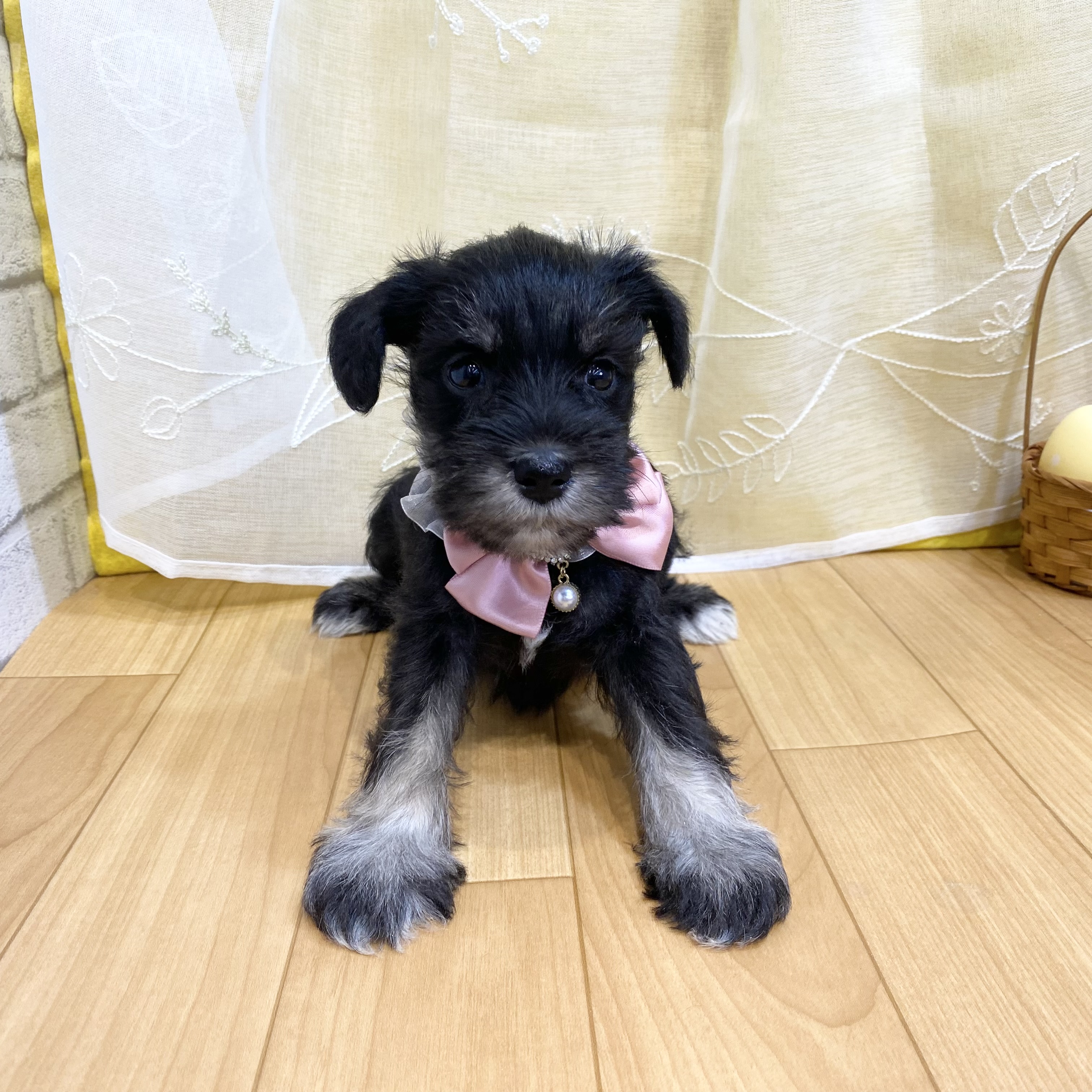 長野県のミニチュアシュナウザー (犬の家＆猫の里カインズ梓川店/2026年2月21日生まれ/女の子/ブラックシルバー)の子犬の1枚目の画像