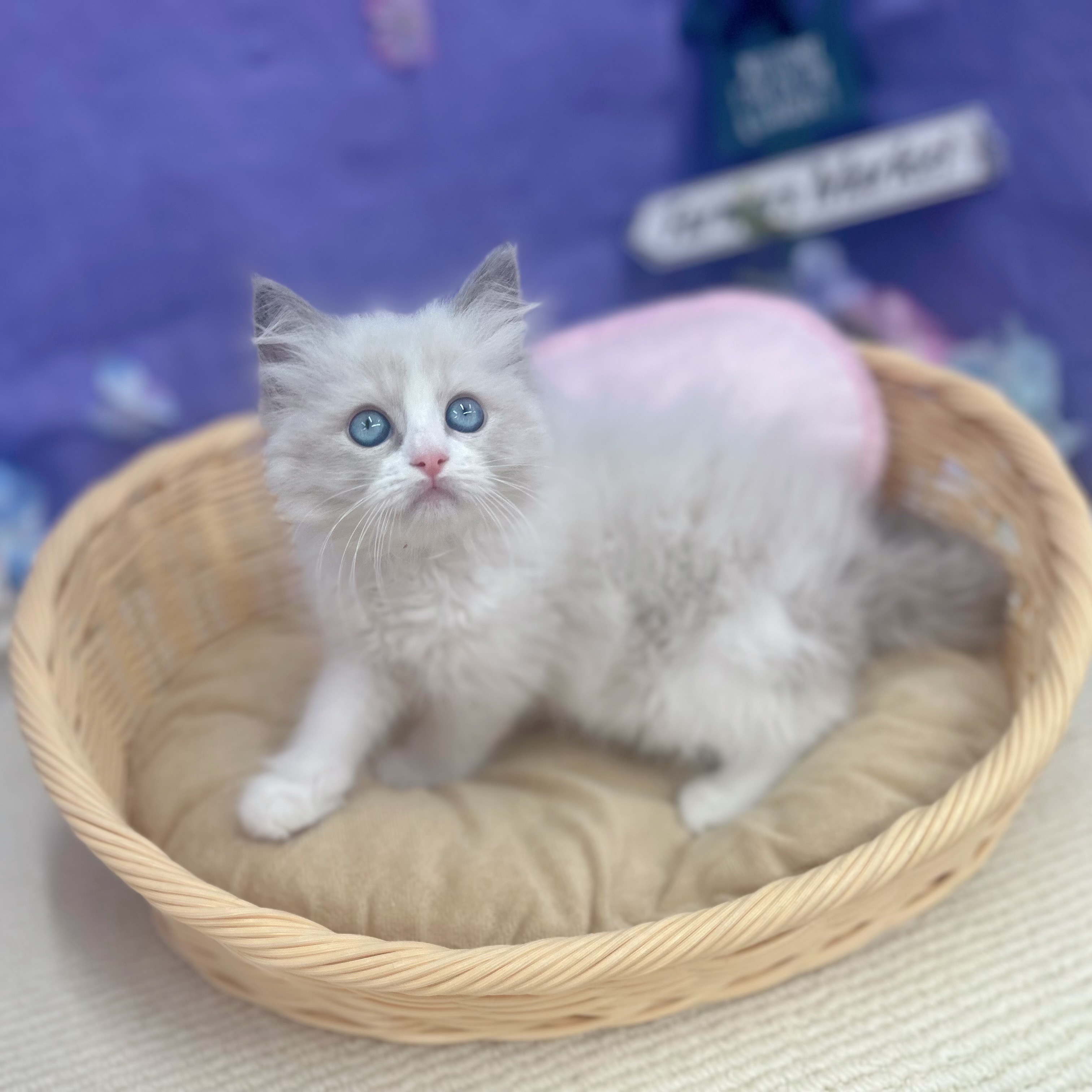 生体画像９