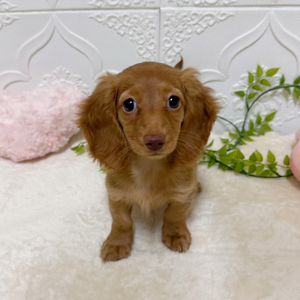 愛知県のカニンヘンダックスフンド(ロング) (犬の家＆猫の里岡崎店/2026年2月28日生まれ/女の子/ゴールド)の子犬の1枚目の画像