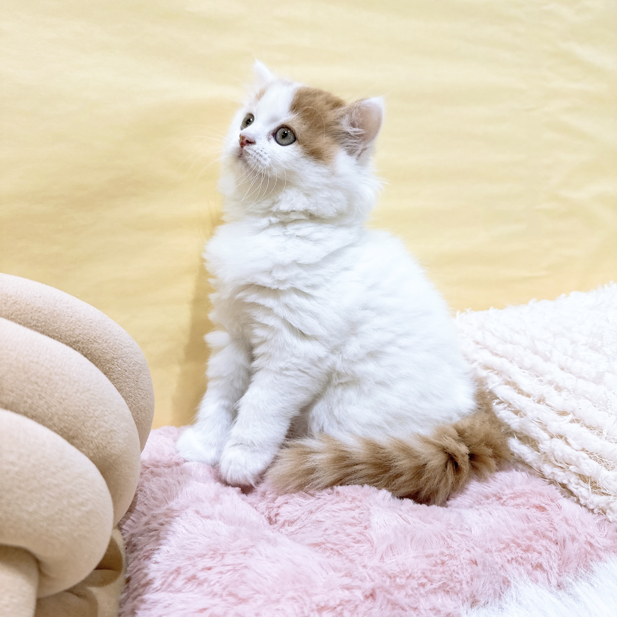 生体画像9